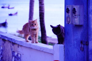 失恋猫