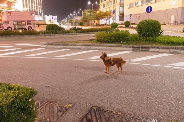 マカオ コタイ地区 野良犬